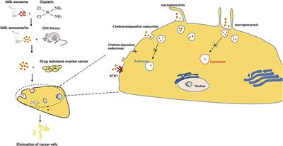 Exosome Mediated Cytosolic Cisplatin Delivery Through Clathrin-Independent Endocytosis and Enhanced Anti-cancer Effect via Avoiding Endosome Trapping in Cisplatin-Resistant Ovarian Cancer